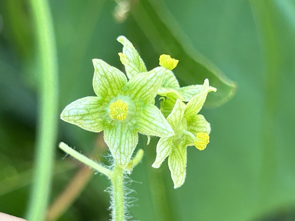 Sicyoeae
