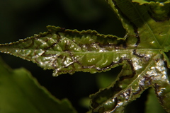 Phyllocnistis liquidambarisella
