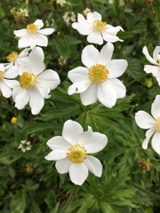 Anemonastrum