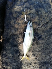 Scomberomorus sierra