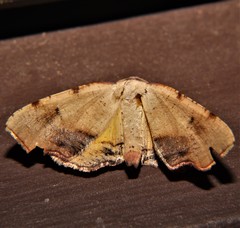 Plagodis fervidaria