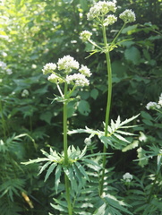 Valeriana officinalis sambucifolia