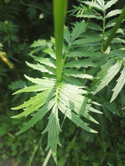 Valeriana officinalis sambucifolia