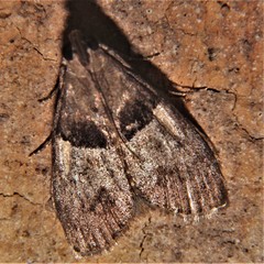 Pococera robustella
