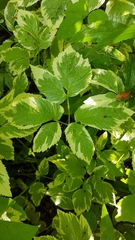 Aegopodium podagraria