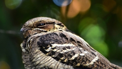 Large-Tailed Nightjar photo 4