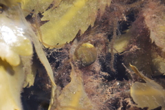 Littorina obtusata