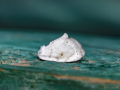 Niphopyralis