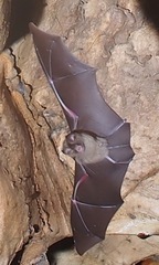 Hipposideros caffer