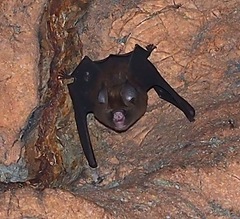 Hipposideros caffer