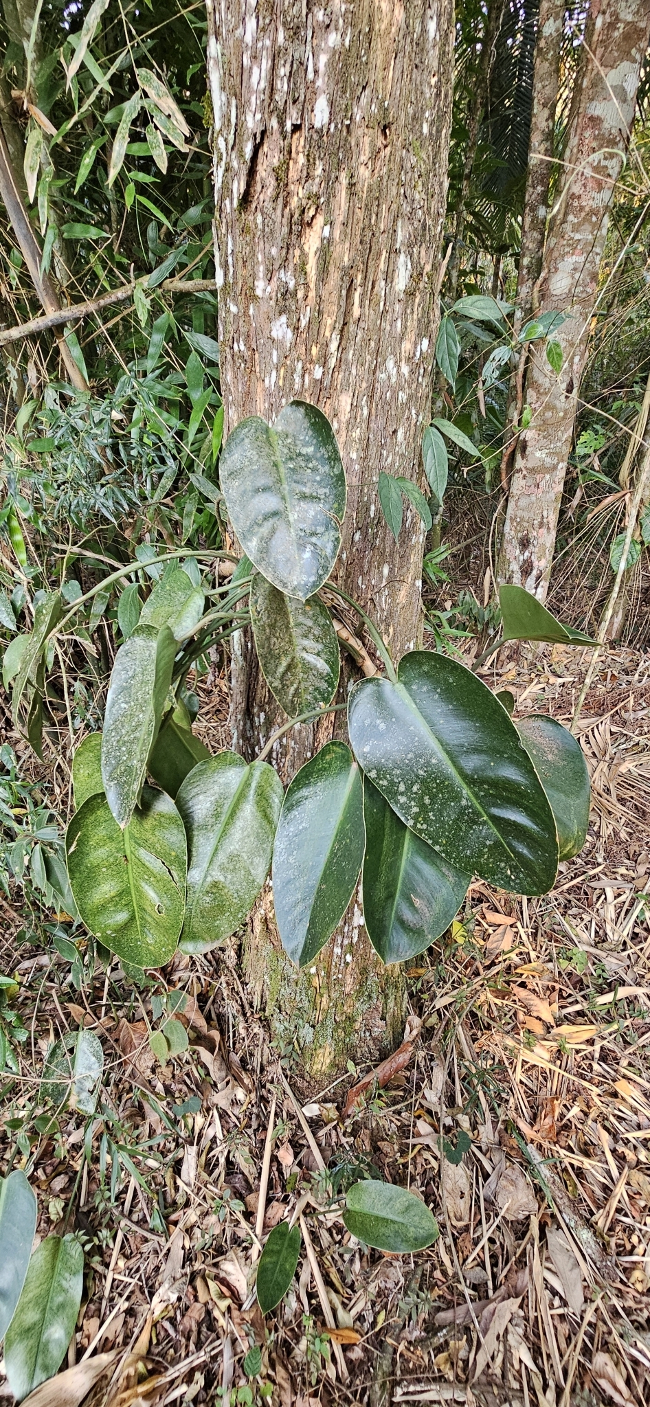 Imagem de Imbé-ranauê