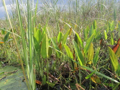 Pontederia sagittata