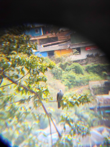 Nilgiri Wood Pigeon (Columba elphinstonii), photo 4