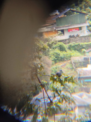 Nilgiri Wood Pigeon (Columba elphinstonii), photo 5