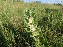 Asclepias arenaria