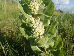 Asclepias arenaria