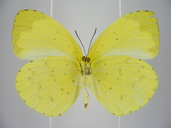 Eurema senegalensis