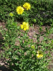 Silphium asteriscus simpsonii