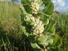 Asclepias arenaria
