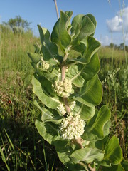 Asclepias arenaria