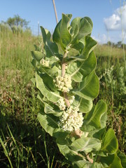 Asclepias arenaria