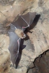 Hipposideros caffer