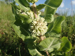 Asclepias arenaria