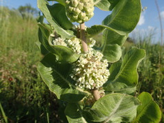 Asclepias arenaria