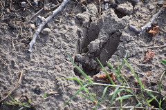 Odocoileus virginianus hiltonensis