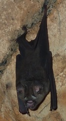 Hipposideros caffer
