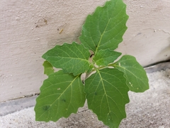 Physalis angulata