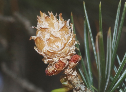 Contarinia cockerelli