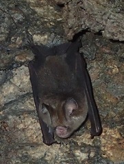 Hipposideros caffer