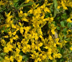 Hippocrepis comosa