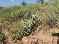 Asclepias arenaria