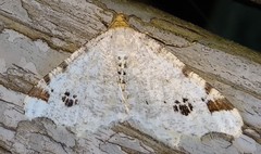 Macaria notata