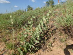Asclepias arenaria