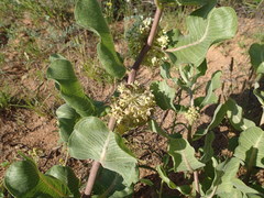 Asclepias arenaria