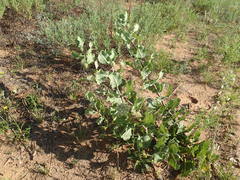 Asclepias arenaria