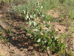 Asclepias arenaria