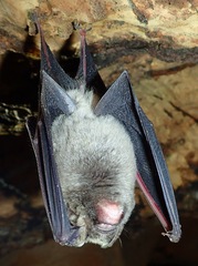 Hipposideros caffer