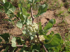Asclepias arenaria