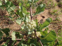 Asclepias arenaria