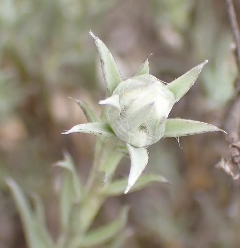 Image of Achyranthemum paniculatum by (c) Nicola van Berkel, some rights reserved (CC BY-SA)