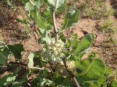 Asclepias arenaria