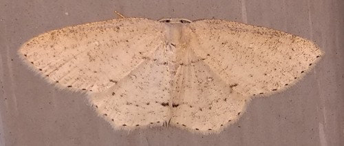 Sweetfern Geometer Moth