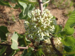 Asclepias arenaria