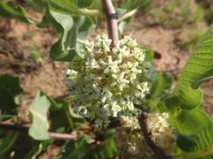 Asclepias arenaria