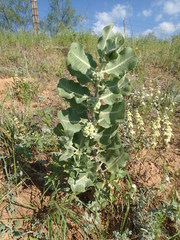 Asclepias arenaria