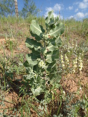 Asclepias arenaria